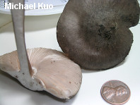 Pluteus atromarginatus