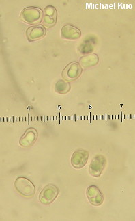 Pluteus atromarginatus