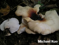 Polyporus badius