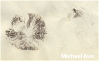 Psathyrella pseudovernalis