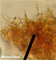Russula flavida