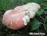 Russula flavisiccans