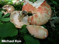 Russula flavisiccans