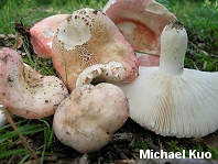 Russula flavisiccans