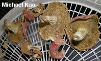 Russula flavisiccans