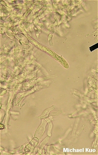 Russula flavisiccans