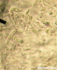 Russula gracilis