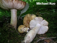 Russula laurocerasi