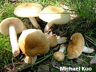 Russula laurocerasi