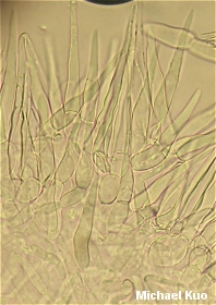 Russula mariae