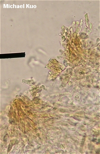 Russula mutabilis