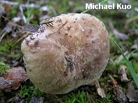 Russula pulverulenta