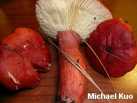 Russula sanguinea