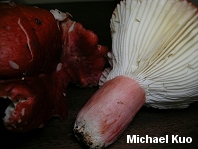 Russula sanguinea