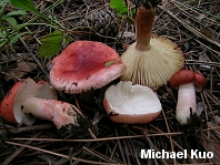 Russula sanguinea