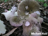 Russula variata