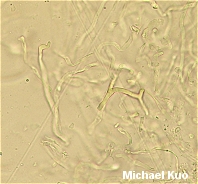 Russula ventricosipes