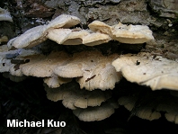 Trametes pubescens