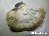 Trametes pubescens