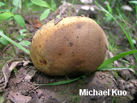 Boletus sp