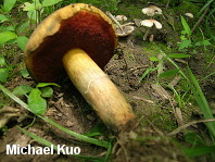 Boletus sp