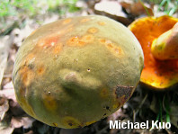 Boletus sp