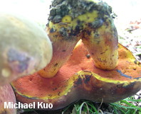 Boletus sp