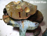 Boletus sp