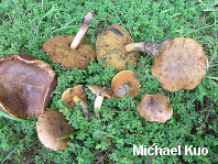 Boletus sp