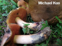 Boletus sp