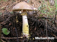 Amanita franchetii