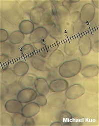 Amanita franchetii