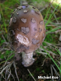 Amanita ceciliae