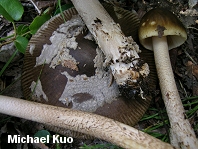 Amanita ceciliae