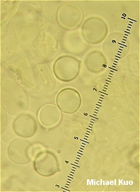 Amanita ceciliae