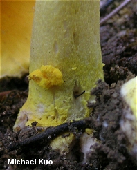 Amanita flavoconia