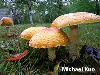 Amanita muscaria var guessowii