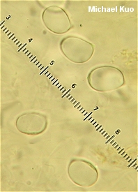 Amanita muscaria var guessowii