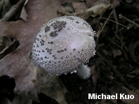 Amanita onusta