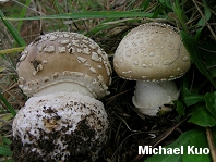 Amanita pantherina