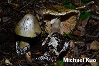 Amanita phalloides