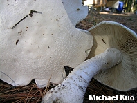 Amanita polypyramis