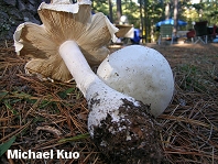 Amanita polypyramis