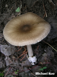 Amanita vaginata