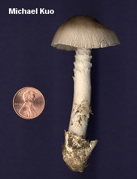 Amanita vaginata