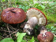 Leccinum sp.