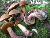 Boletus luridus