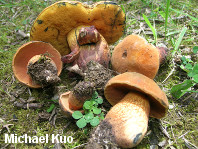 Boletus luridus