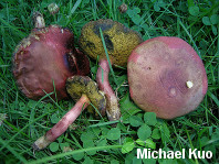 Boletus subfraternus
