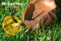 Boletus subfraternus